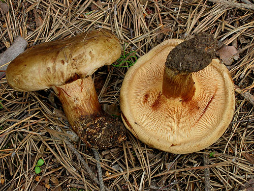 Paxillus involutus