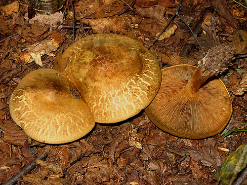 Paxillus involutus