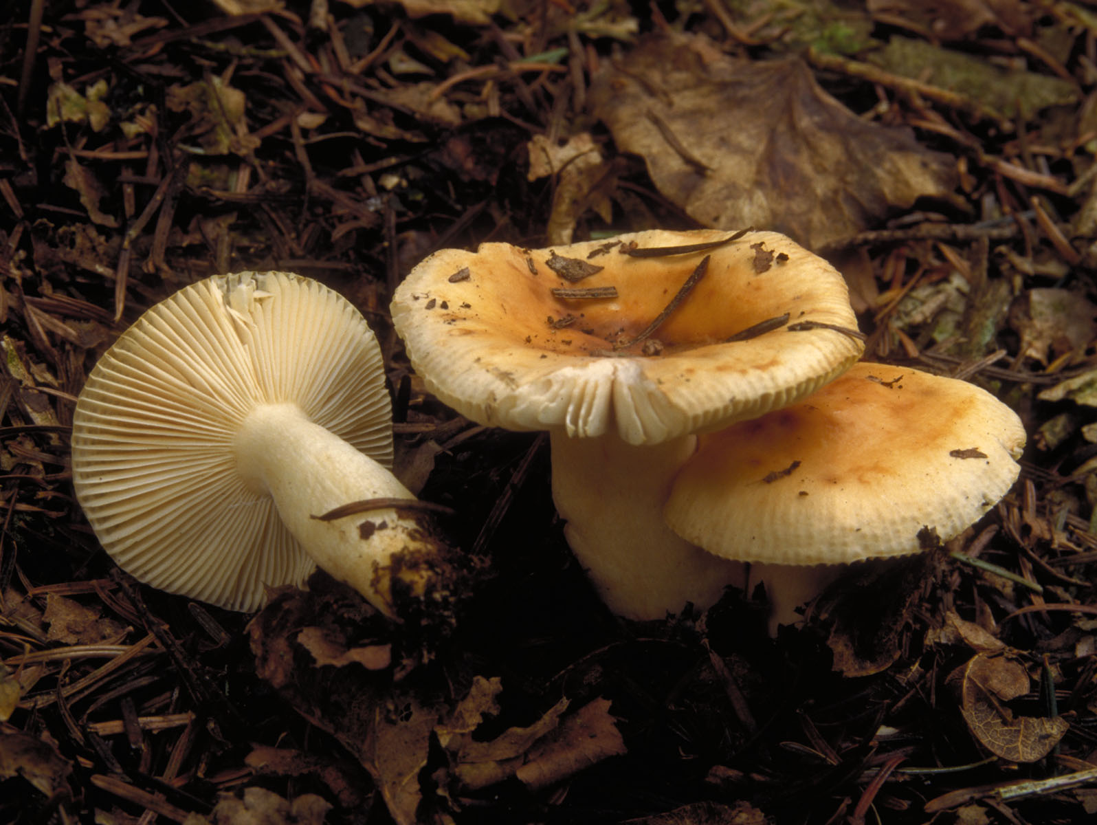 fungi.fr/Html/photos/rusfll_b1.jpg