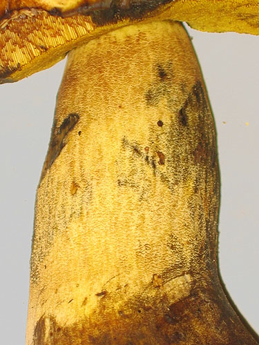 Boletus pseudosulphureus