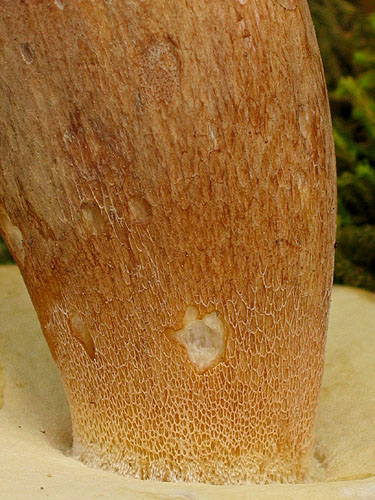 Boletus reticulatus