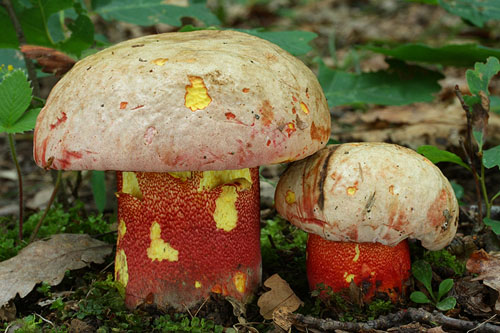 Boletus rhodoxanthus