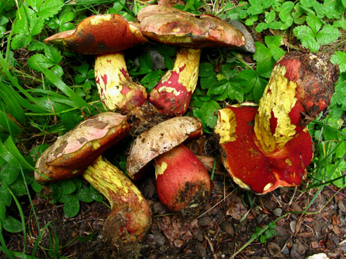 Boletus rhodoxanthus