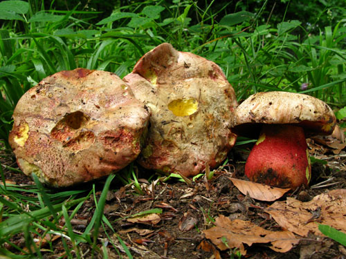 Boletus rhodoxanthus