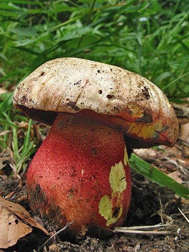 Boletus rhodoxanthus