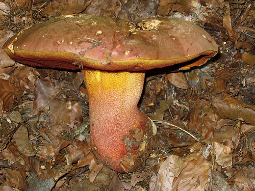 Boletus rhodoxanthus