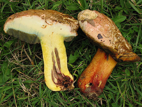 Boletus rhodoxanthus