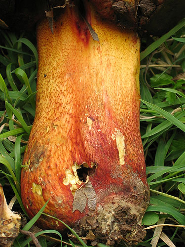 Boletus rhodoxanthus