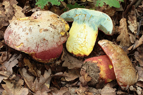 Boletus rhodoxanthus