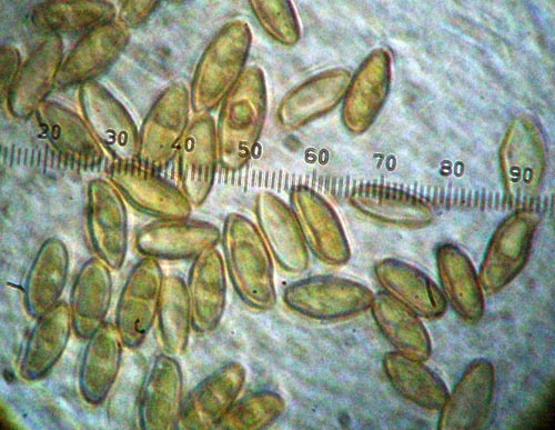 Boletus pulchrotinctus spores