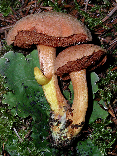 Chalciporus piperatus