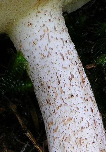 Suillus placidus