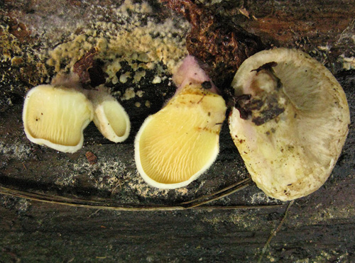 Tapinella panuoides f. ionipus