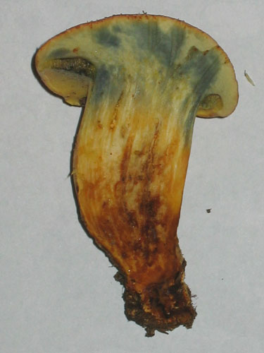 Xerocomus persicolor