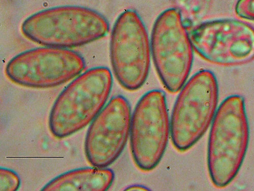 Xerocomus roseoalbidus