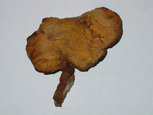 Dried specimen