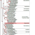 Phylogenetic reconstruction of Boletaceae based on 28S (LSU) rDNA sequences by Maximum Likelihood analysis